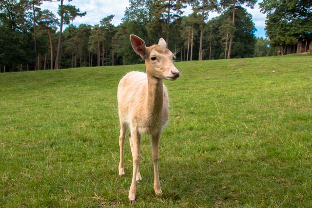 Cerf de Virginie-01.jpg